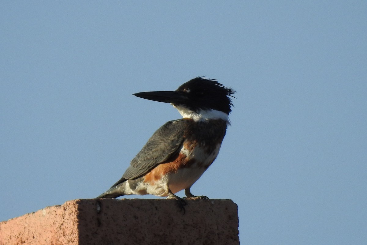 Belted Kingfisher - ML409330971