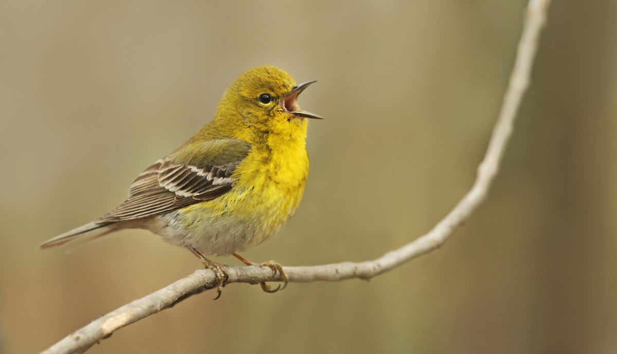 Pine Warbler - ML40933261