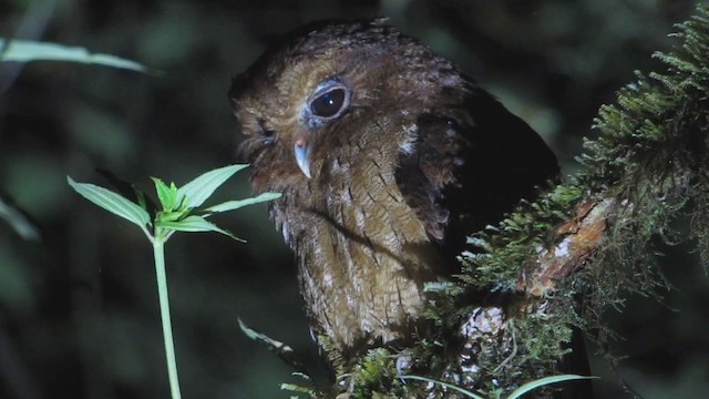Rufescent Screech-Owl (Colombian) - ML409336261