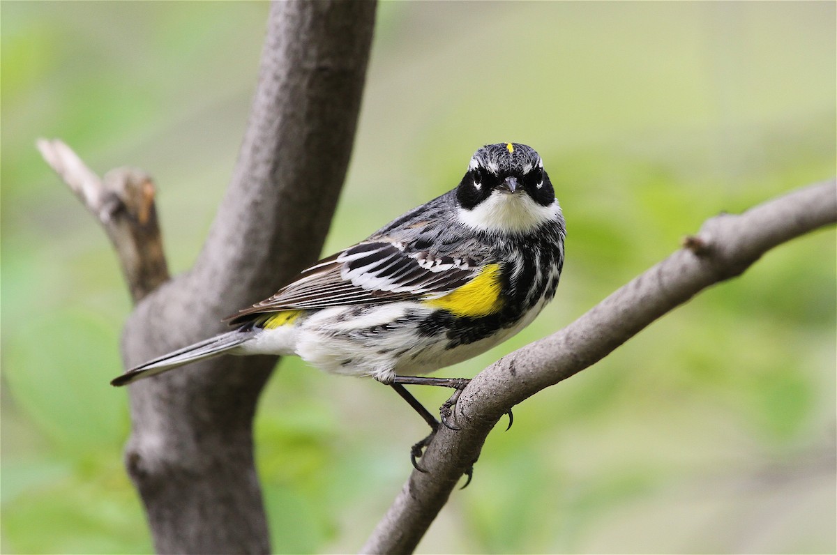 Yellow-rumped Warbler (Myrtle) - ML40933781