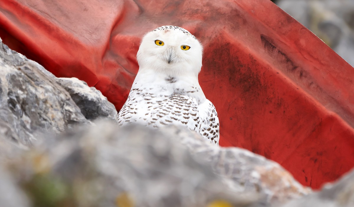 Snowy Owl - Daniel López-Velasco | Ornis Birding Expeditions