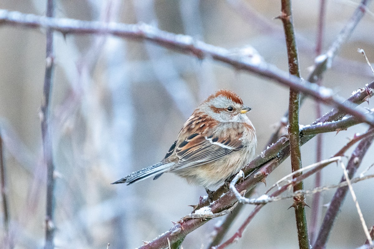 American Tree Sparrow - ML409338711