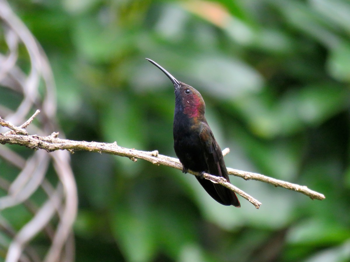 kolibřík jamajský - ML40934281