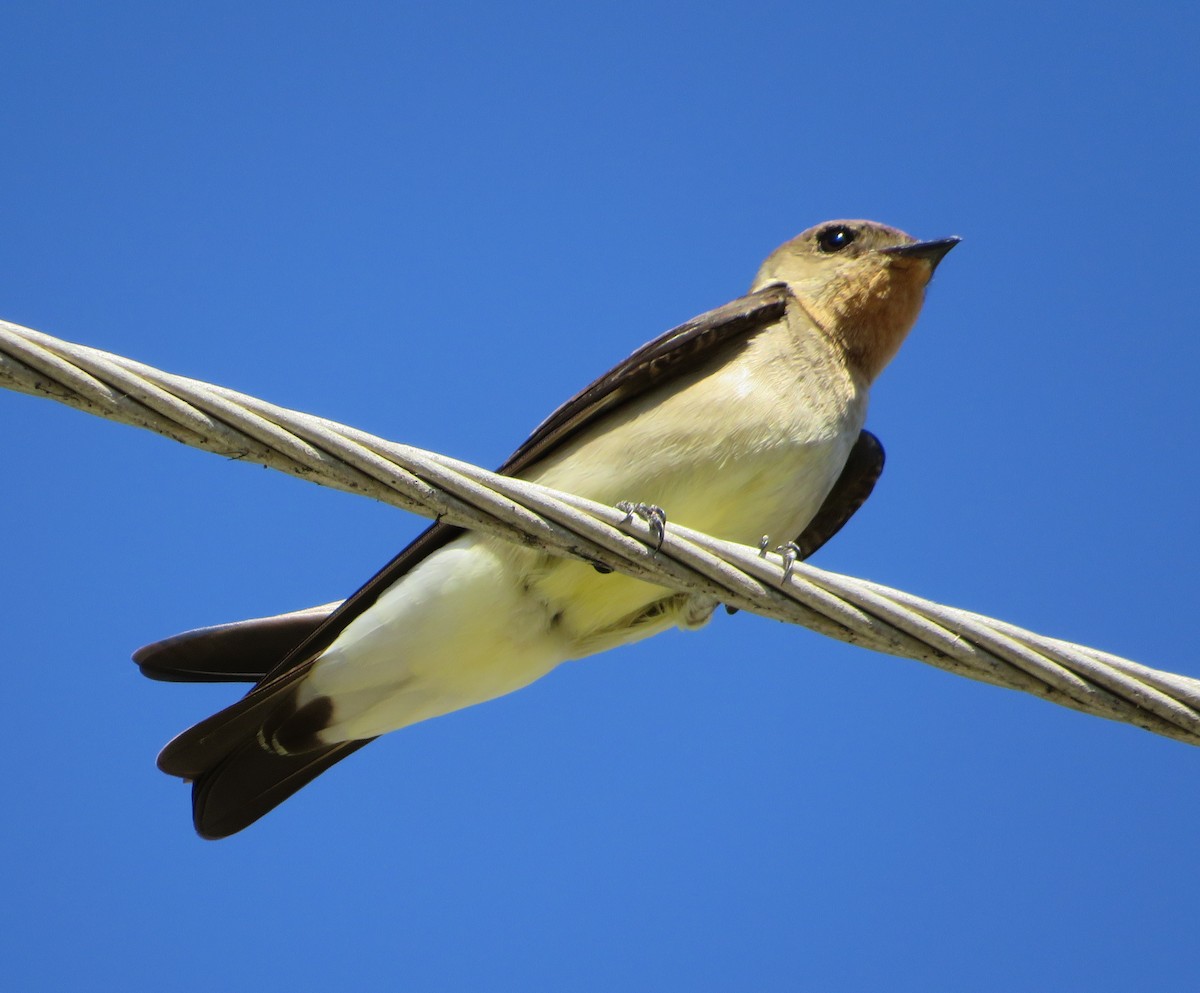 Southern Rough-winged Swallow - Alfredo Correa