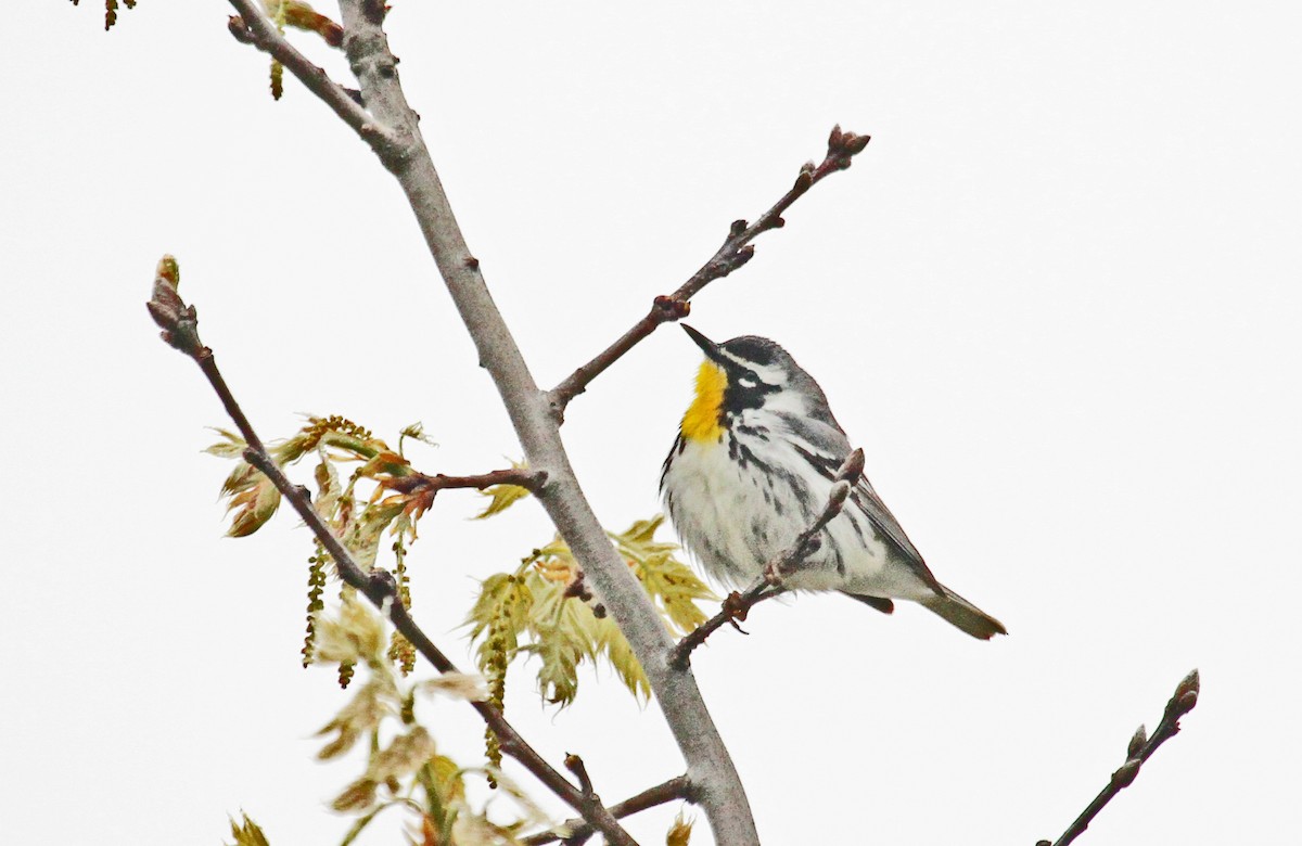 Yellow-throated Warbler (albilora) - ML40935321