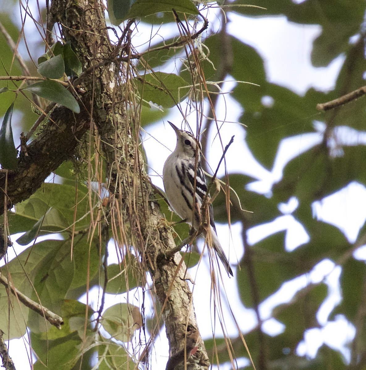 Black-and-white Warbler - ML409354121