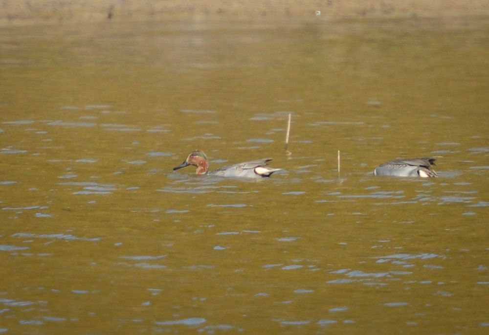Green-winged Teal - ML40935801