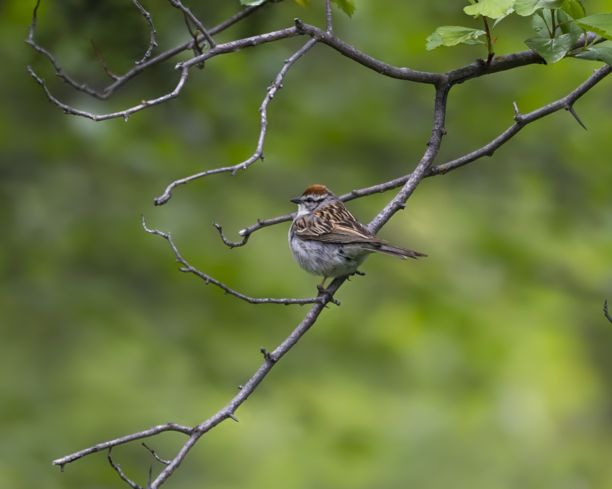 Chipping Sparrow - Jessica Hadley