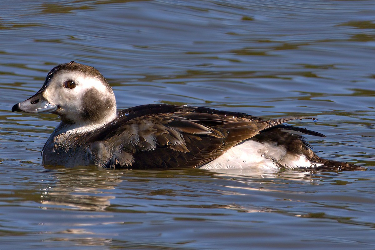 Long-tailed Duck - James Williams