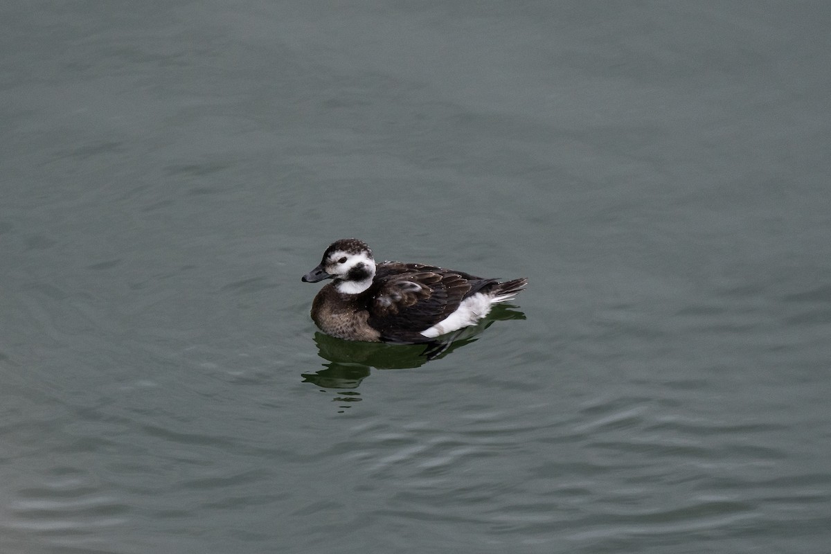 Long-tailed Duck - ML409367451