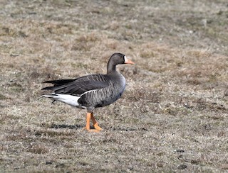 Greater White-fronted Goose, ML409367561