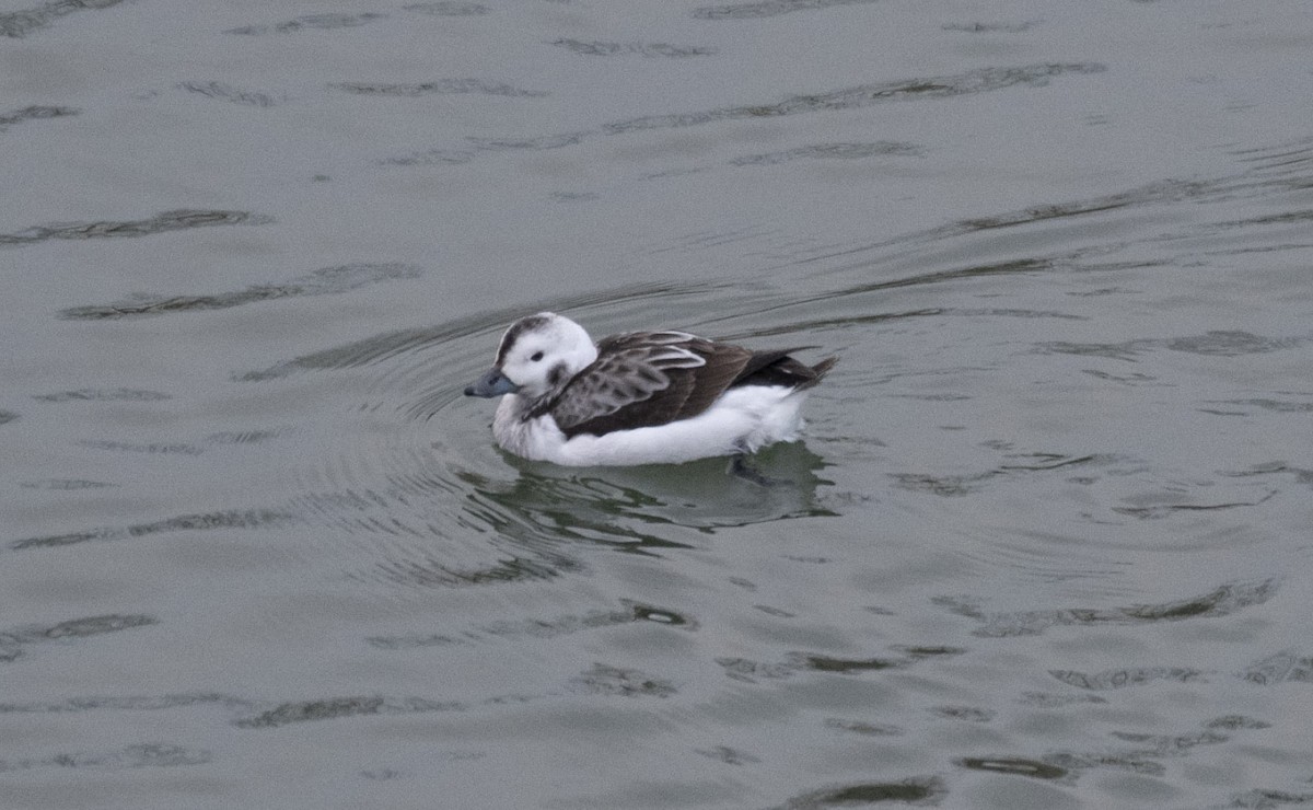 Long-tailed Duck - ML409370671