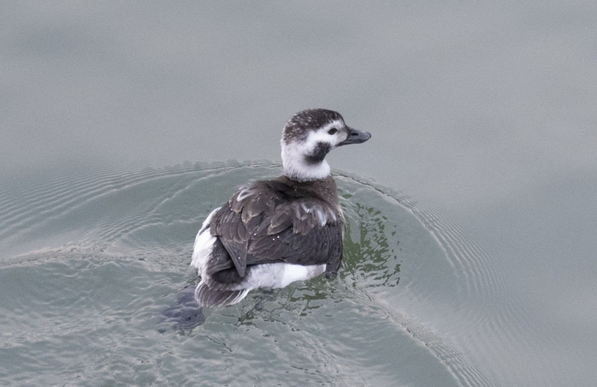 Long-tailed Duck - ML409370681