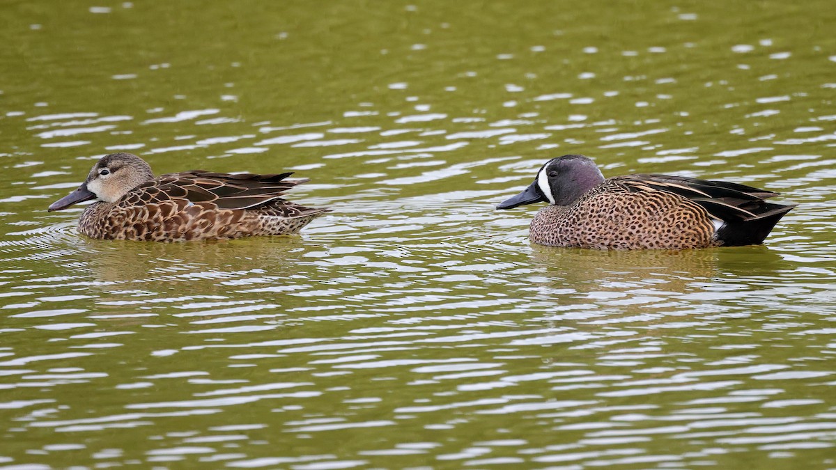 Blue-winged Teal - ML409381791