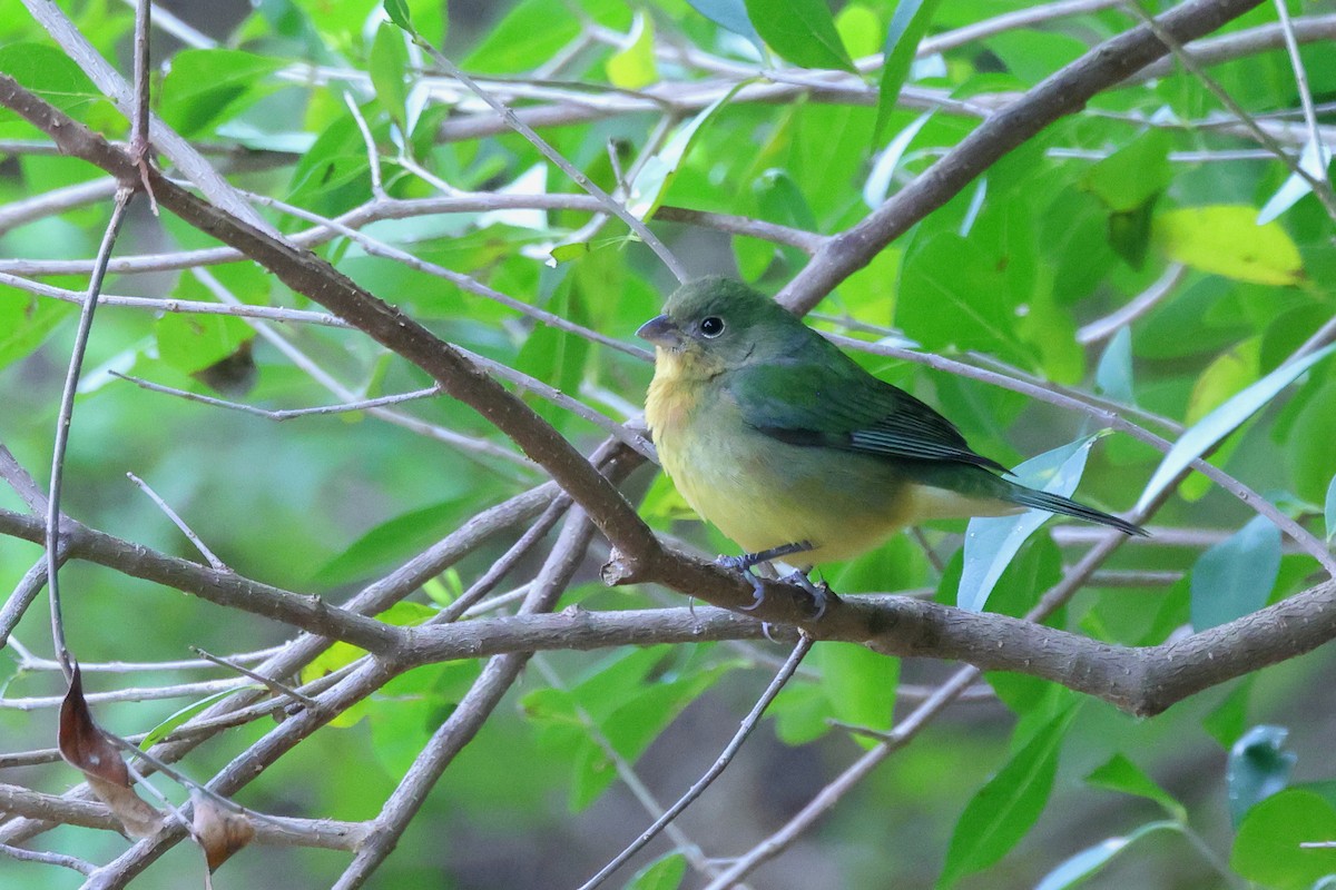 Painted Bunting - ML409382581