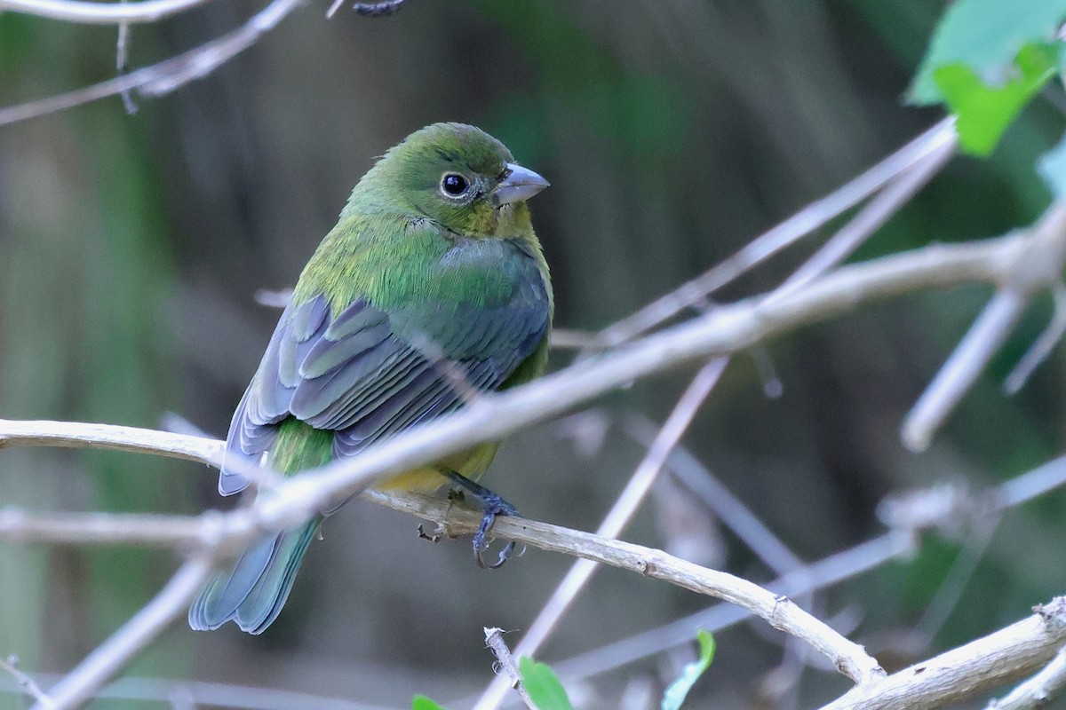 Painted Bunting - ML409382611