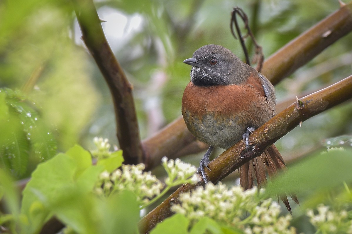 Rufous-breasted Spinetail - ML409383221