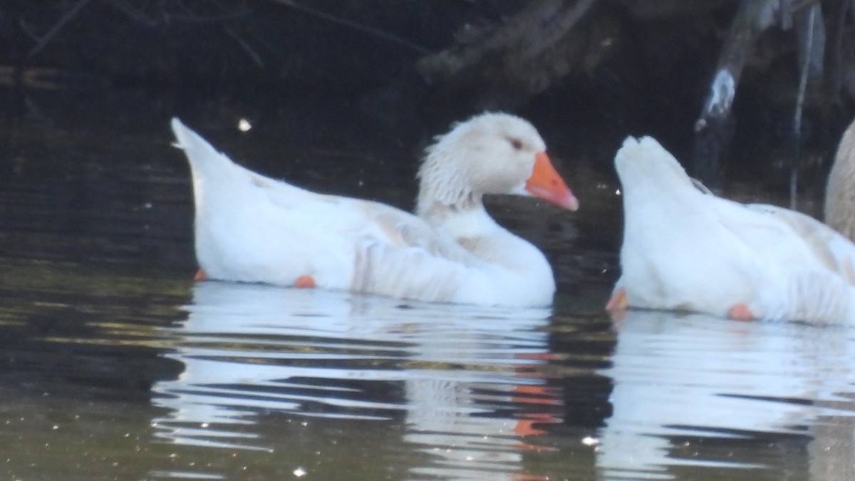 Swan Goose (Domestic type) - ML409383901