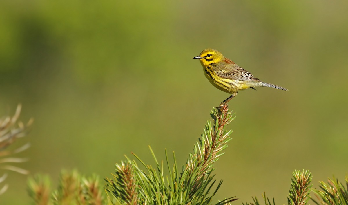 The Cornell Lab Young Birders Event 2018 - eBird