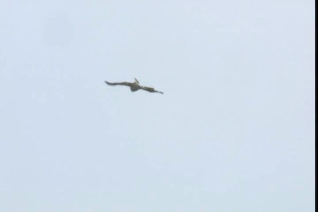 White Hawk (White-shouldered) - ML409397