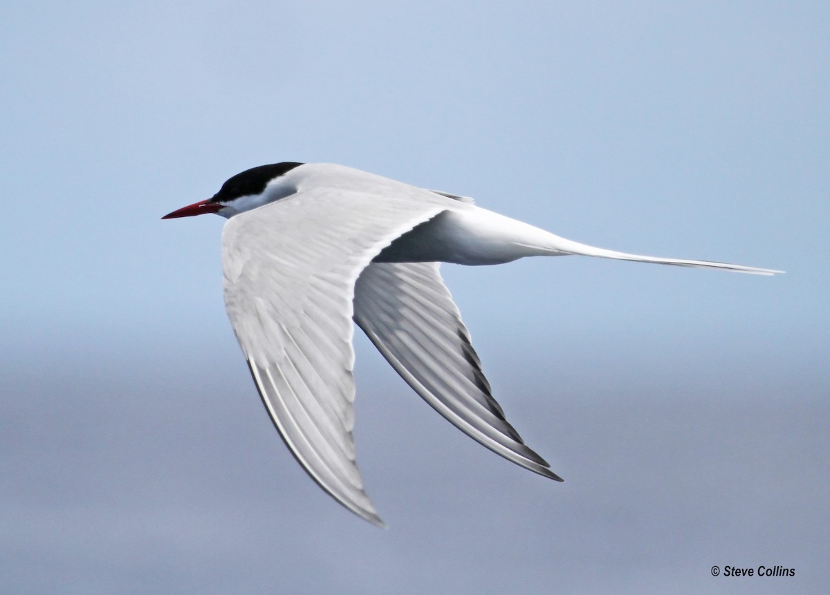 Arctic Tern - Steve Collins