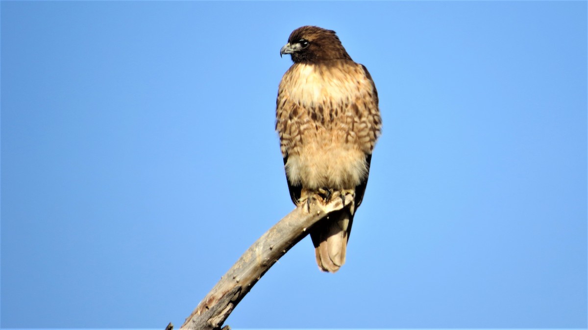 Red-tailed Hawk (calurus/alascensis) - ML40939921