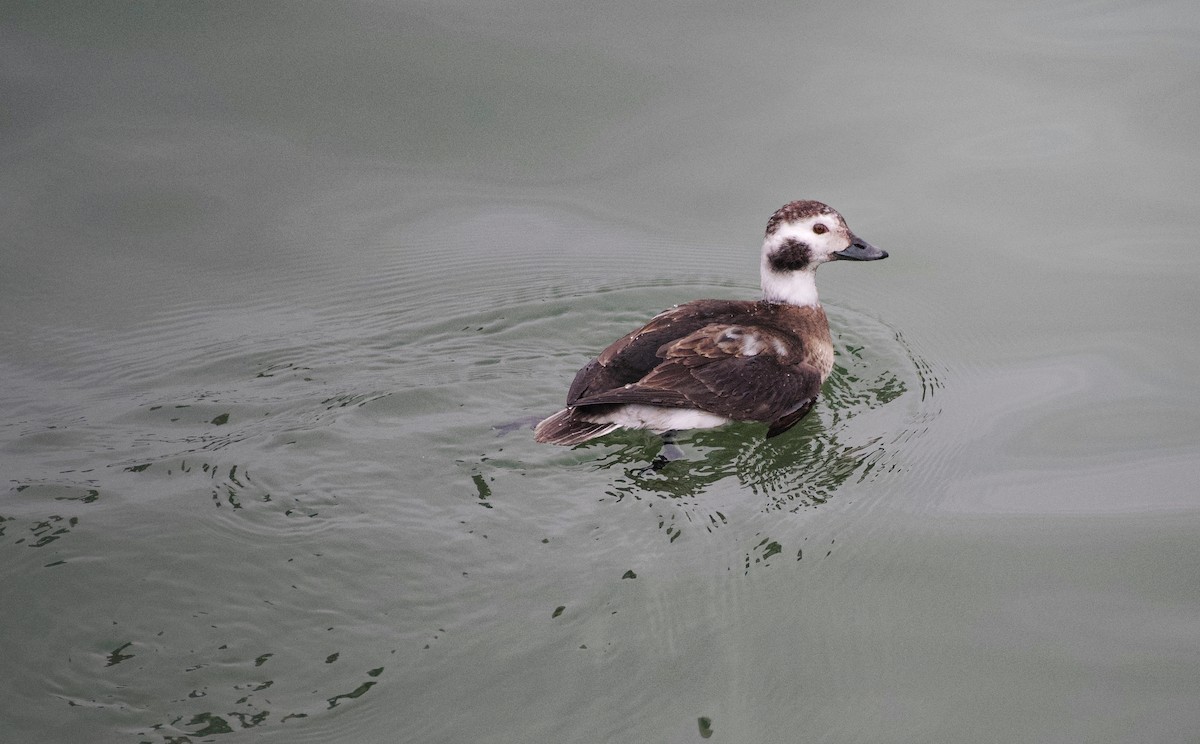 Long-tailed Duck - ML409401801