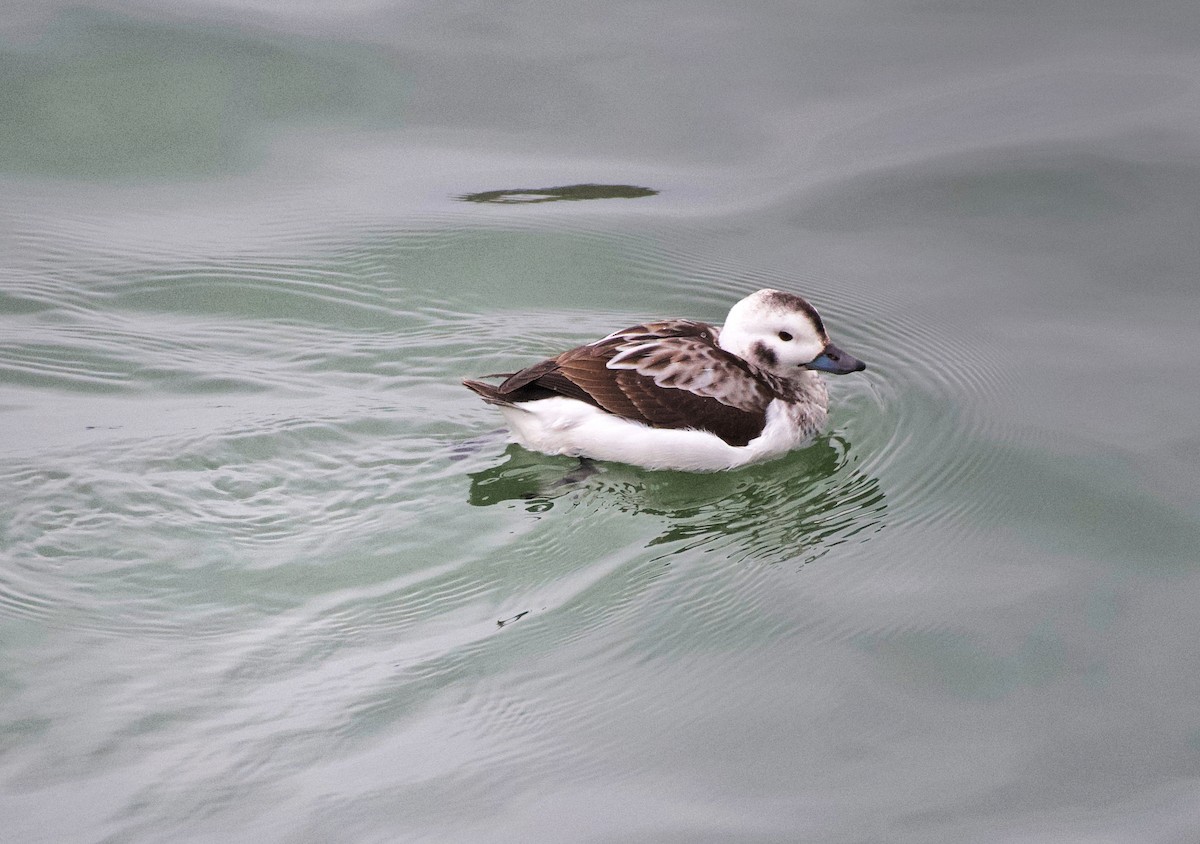 Long-tailed Duck - ML409401811