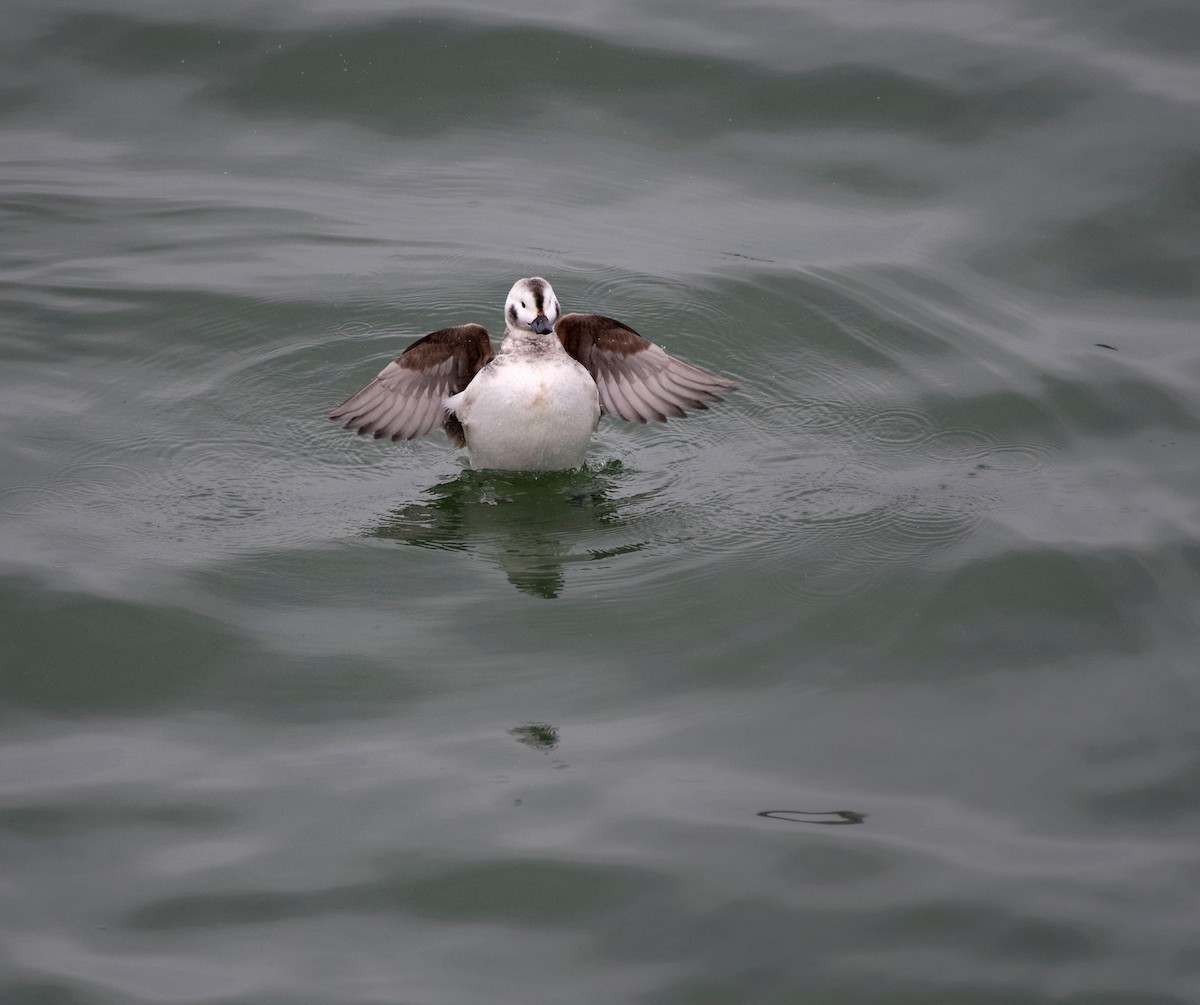 Long-tailed Duck - ML409401841