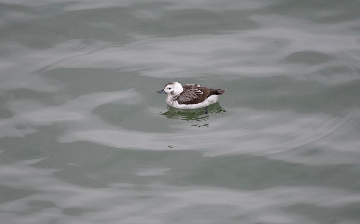 Long-tailed Duck - ML409401861