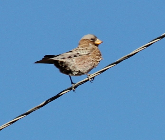 Gray-crowned Rosy-Finch - ML409406001
