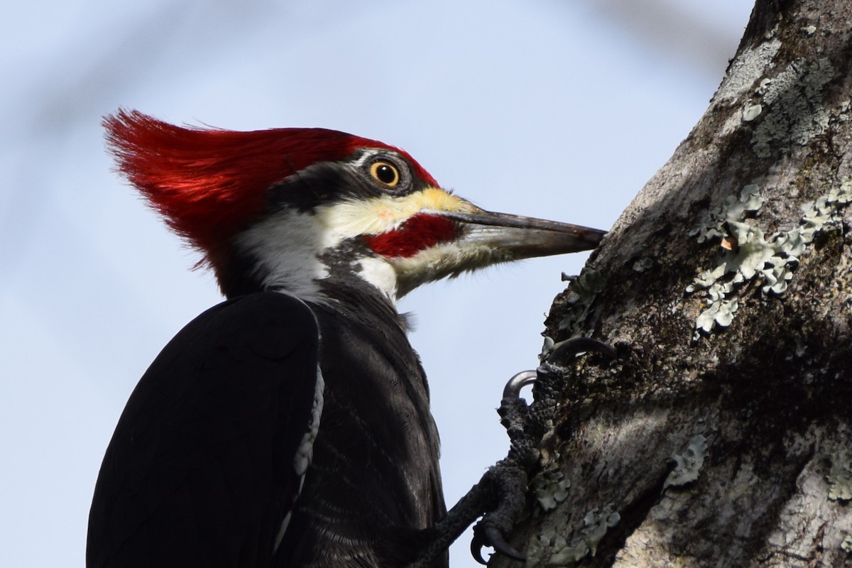 Pileated Woodpecker - Perry Doggrell