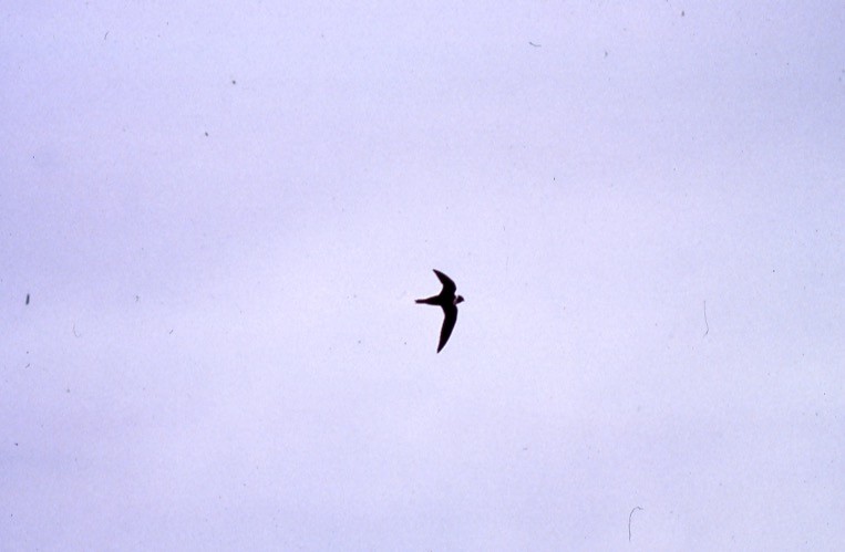 White-collared Swift - TBRC Accepted Records