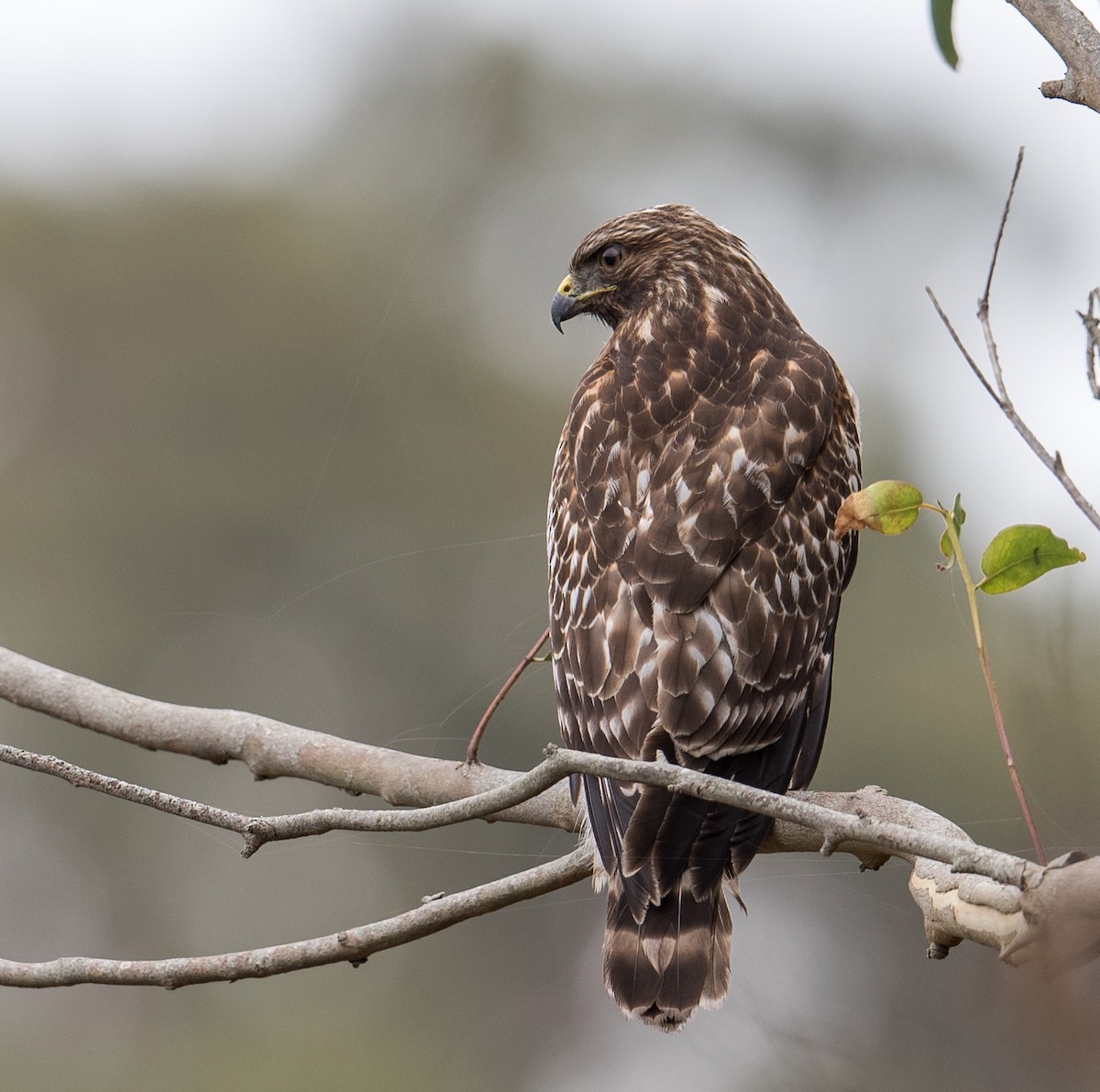 Red-shouldered Hawk - Michael Bolte