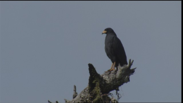  - Common Black Hawk (Common)