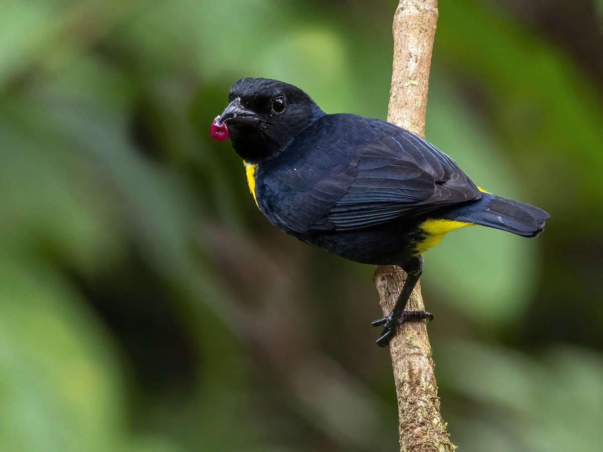 Golden-chested Tanager - ML409418321