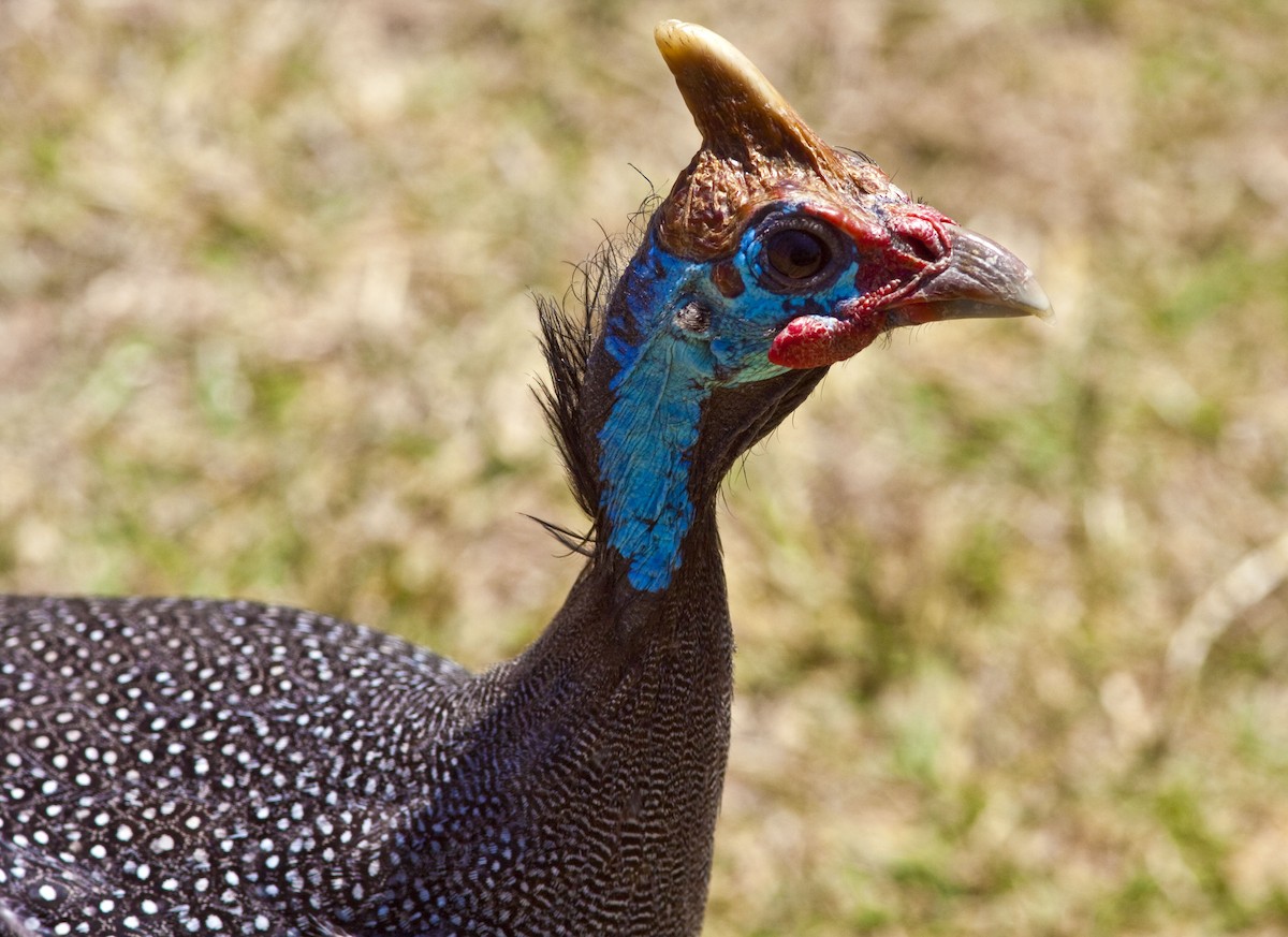 Helmeted Guineafowl - Mouser Williams