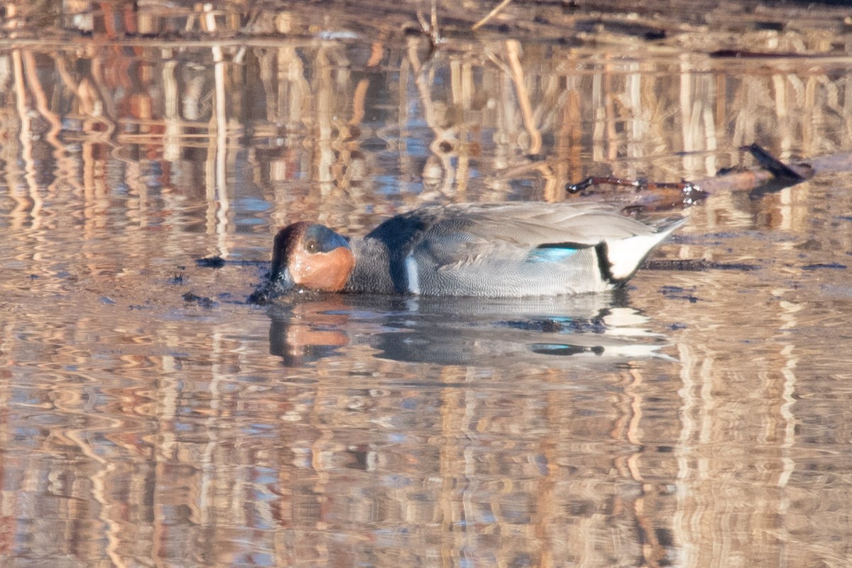 Green-winged Teal - ML409437191