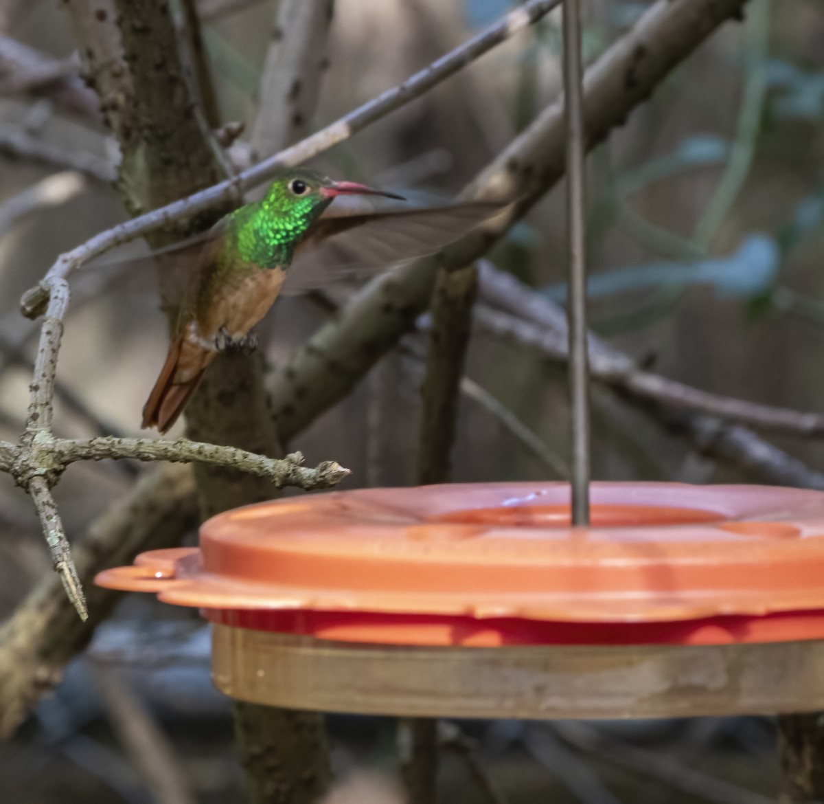 Buff-bellied Hummingbird - ML409439011