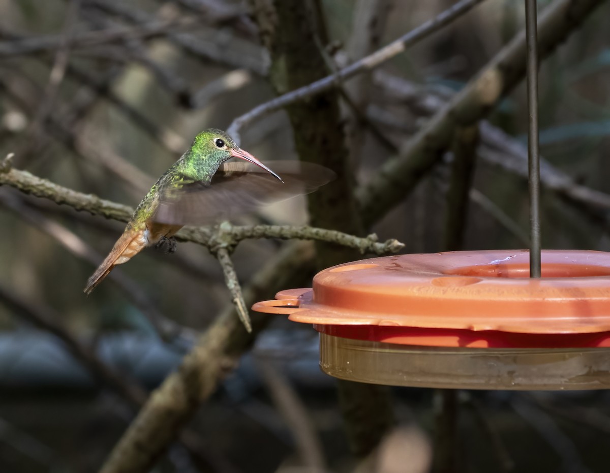 Buff-bellied Hummingbird - ML409439021