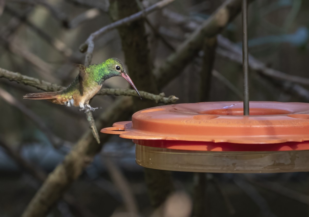 Buff-bellied Hummingbird - ML409439041