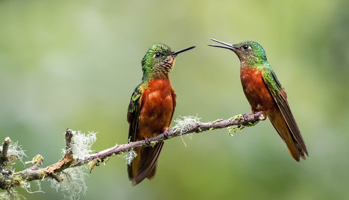 kolibřík peruánský - ML409440491