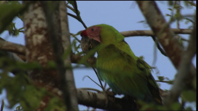 Great Green Macaw - ML409441