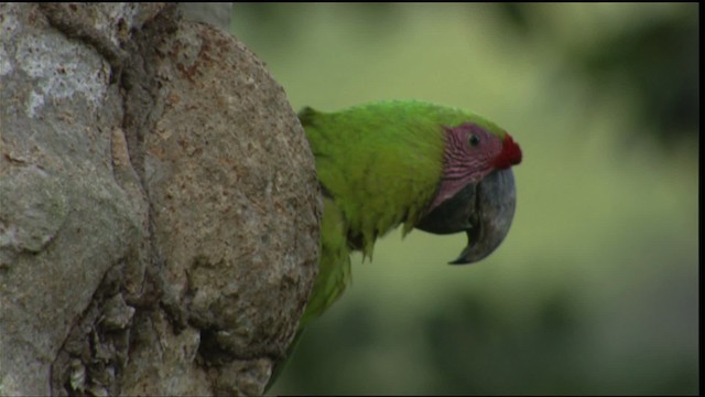 Great Green Macaw - ML409442