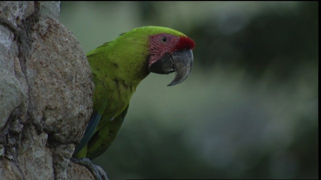 Great Green Macaw - ML409443
