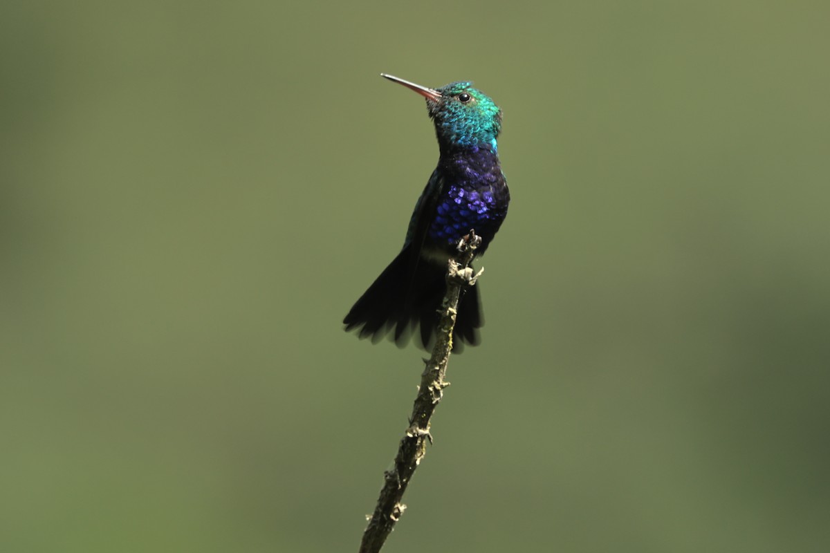 Violet-bellied Hummingbird - John Mills