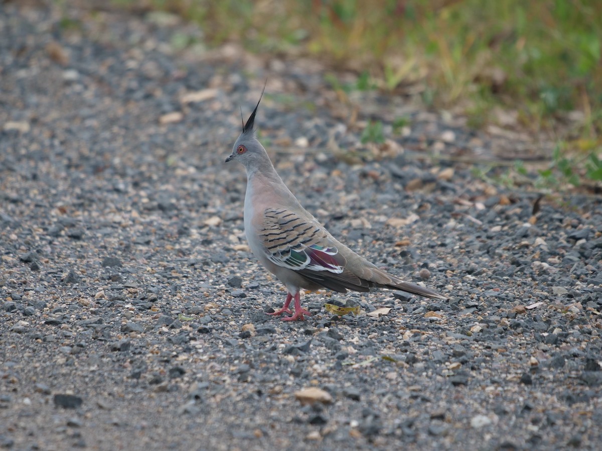 Crested Pigeon - ML409445921