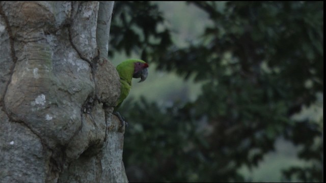 Great Green Macaw - ML409447