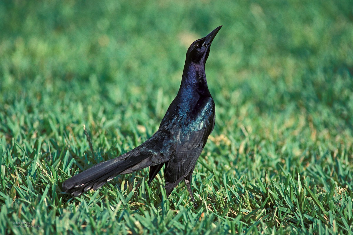 Boat-tailed Grackle - ML409454301