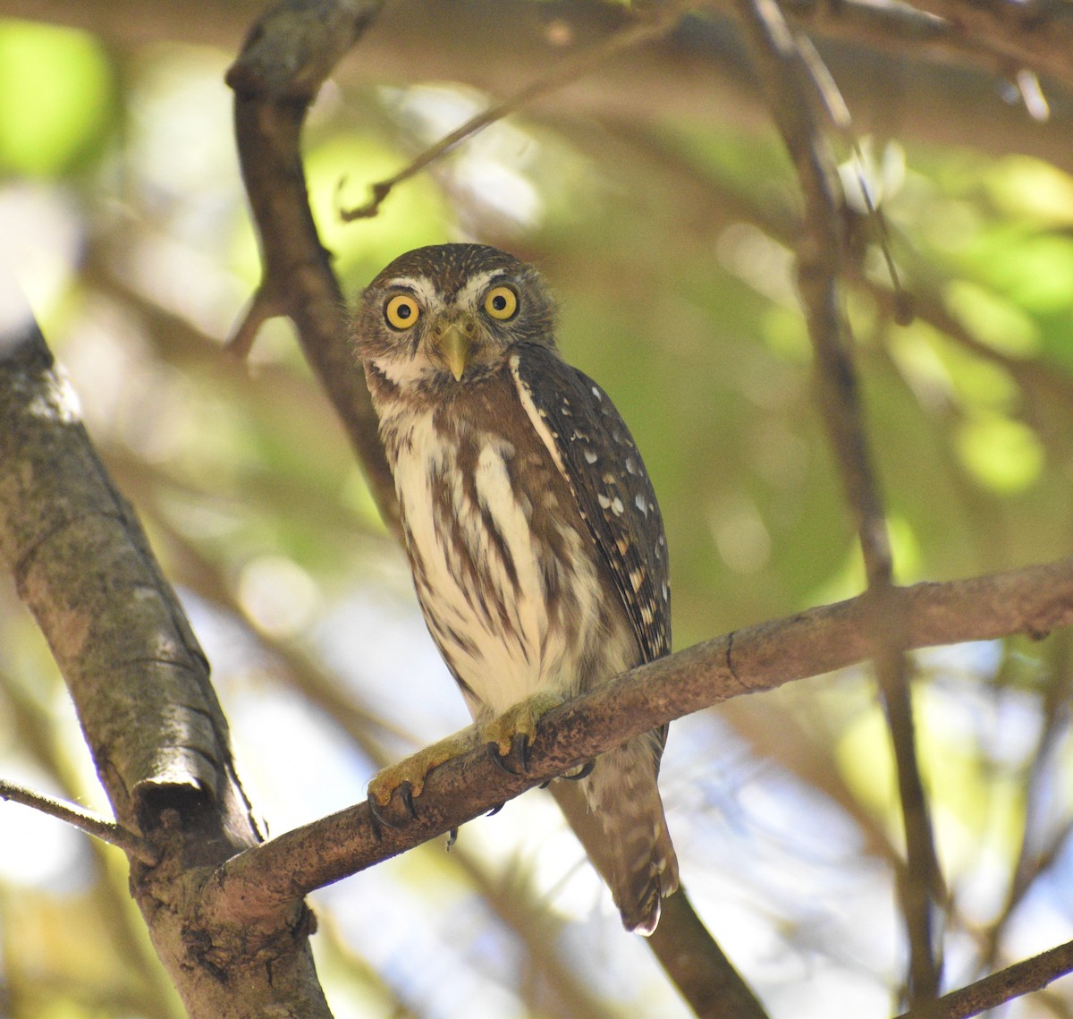 Ferruginous Pygmy-Owl - ML409455041